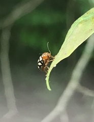 Cryptocephalus guttulatus