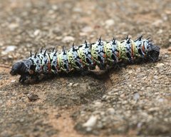 Gonimbrasia belina