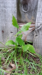 Toxicodendron pubescens