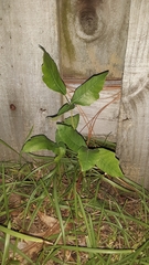 Toxicodendron pubescens