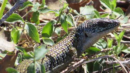 iNaturalist observation photo of Northern Alligator Lizard