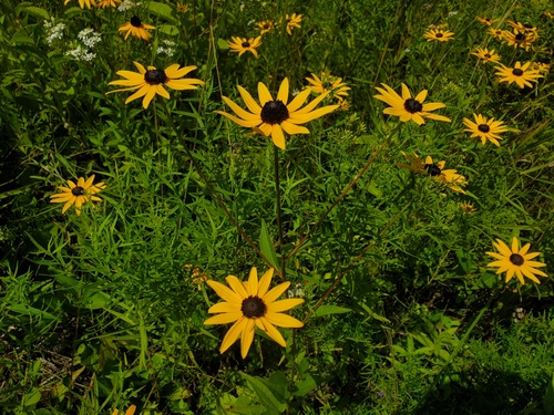 Rudbeckia sullivantii, photograph 6