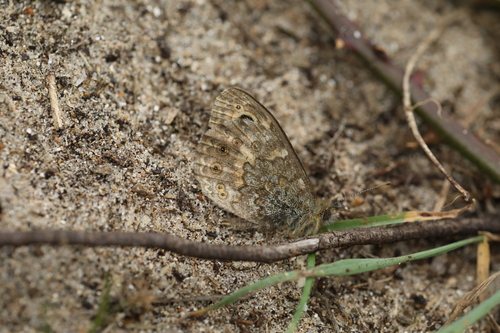 Lasiommata megera