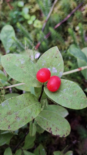 Image of Chamisso's honeysuckle by (c) Violetta Dzizyurova, some rights reserved (CC BY)