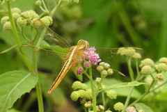Crocothemis servilia