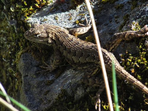 iNaturalist observation photo of Western Fence Lizard