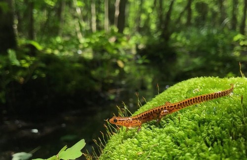 Long-tailed Salamander
