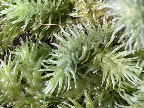 Leucobryum sanctum observed 2024-08-13