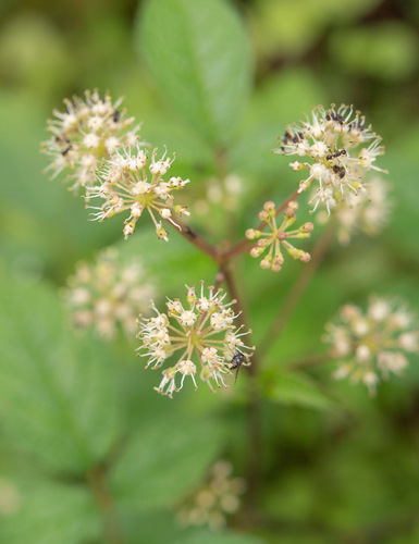 Aralia cachemirica, photograph 5