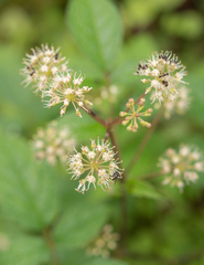 (c) Morten Ross, some rights reserved (CC BY) Aralia cachemirica, photograph (c) Morten Ross, some rights reserved (CC BY)