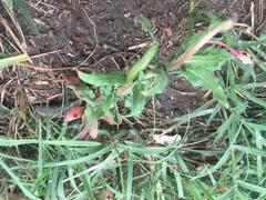 Oenothera pubescens