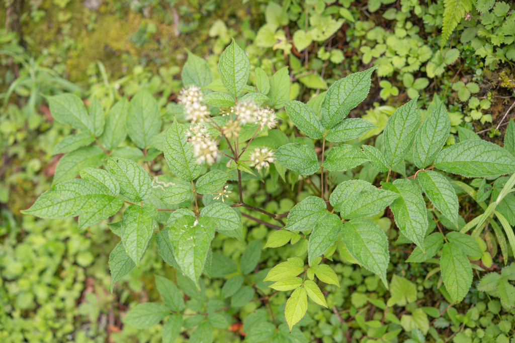 Aralia cachemirica; photograph (c) Morten Ross, some rights reserved (CC BY)
