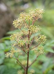 (c) Morten Ross, some rights reserved (CC BY) Aralia cachemirica, photograph (c) Morten Ross, some rights reserved (CC BY)