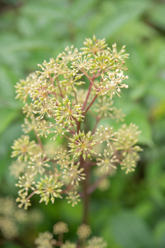 Kashmir aralia (Aralia cachemirica)