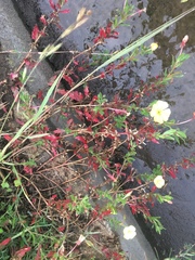 Oenothera pubescens
