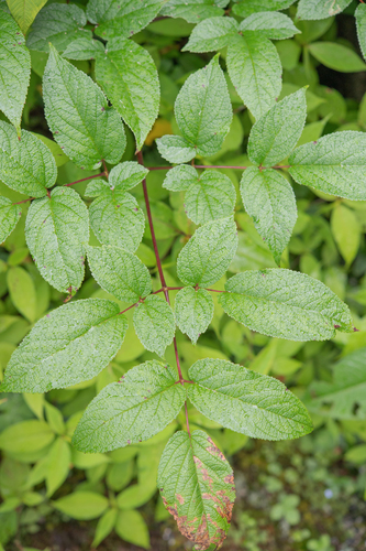 Aralia cachemirica, photograph 4