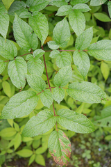 (c) Morten Ross, some rights reserved (CC BY) Aralia cachemirica, photograph (c) Morten Ross, some rights reserved (CC BY)