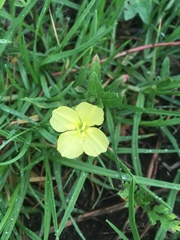 Oenothera pubescens