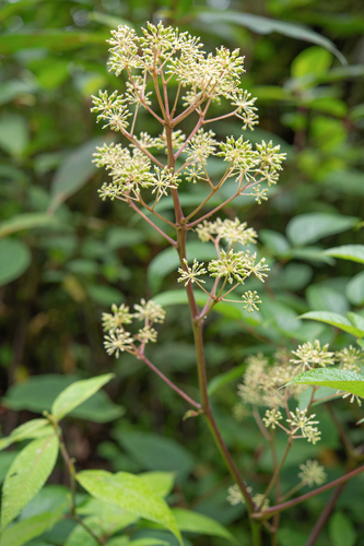 Aralia cachemirica, photograph 3