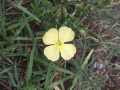 Oenothera pubescens