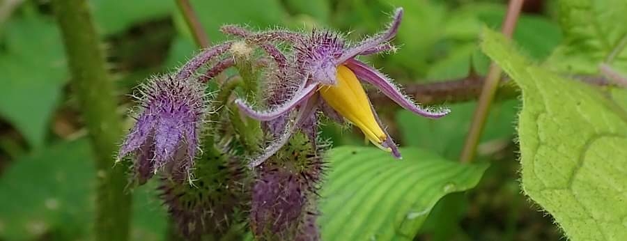 Solanum barbisetum