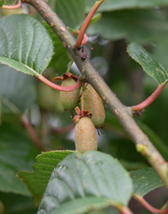 Strigosella kiwi (Actinidia strigosa)