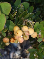Arctostaphylos pechoensis