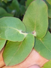 Arctostaphylos pechoensis