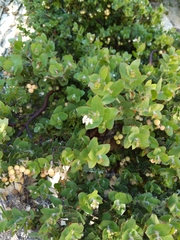 Arctostaphylos pechoensis