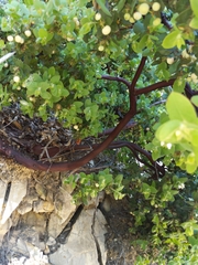 Arctostaphylos pechoensis