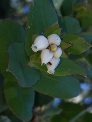 Arctostaphylos pechoensis