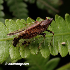 Orthopagus splendens