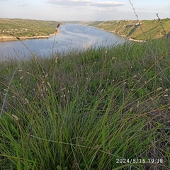 Heufler's Bluegrass (Sesleria heufleriana)