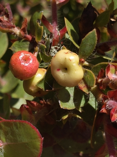 Image of Pecho manzanita by no rights reserved