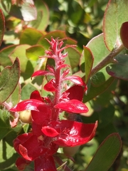 Arctostaphylos pechoensis