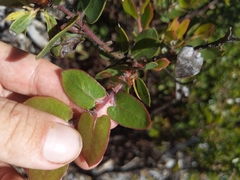 Arctostaphylos pechoensis
