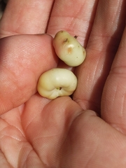 Arctostaphylos pechoensis