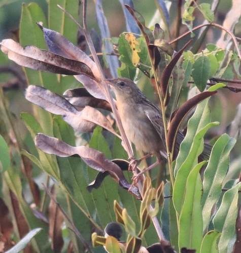 Bristled Grassbird (Schoenicola striatus), photo 3