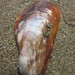 偏頂蛤屬 - Photo 由 Liselle Santos 所上傳的 (c) Liselle Santos，保留部份權利CC BY-NC-SA