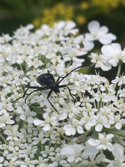 Typocerus lugubris