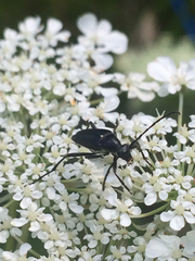 Typocerus lugubris