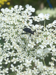 Typocerus lugubris