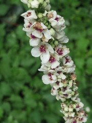Verbascum × incanum