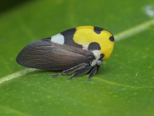 Mexican Treehopper photo 5