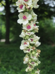Verbascum × incanum