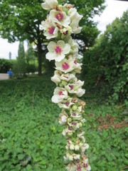 Verbascum × incanum