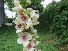 Verbascum × incanum