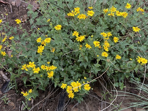 Image of Zaluzania grayana by (c) CK2AZ, some rights reserved (CC BY)