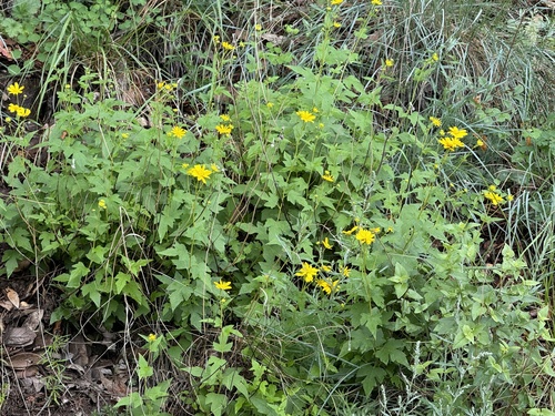 Image of Zaluzania grayana by (c) CK2AZ, some rights reserved (CC BY)