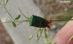 Acanthosoma crassicaudum